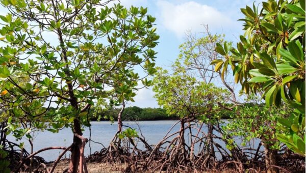 We completed our first annual Carbon Offset